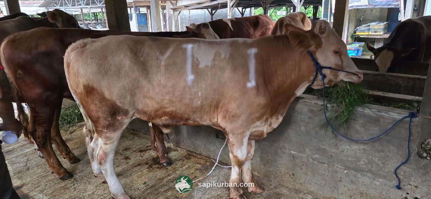 Sapi Y1