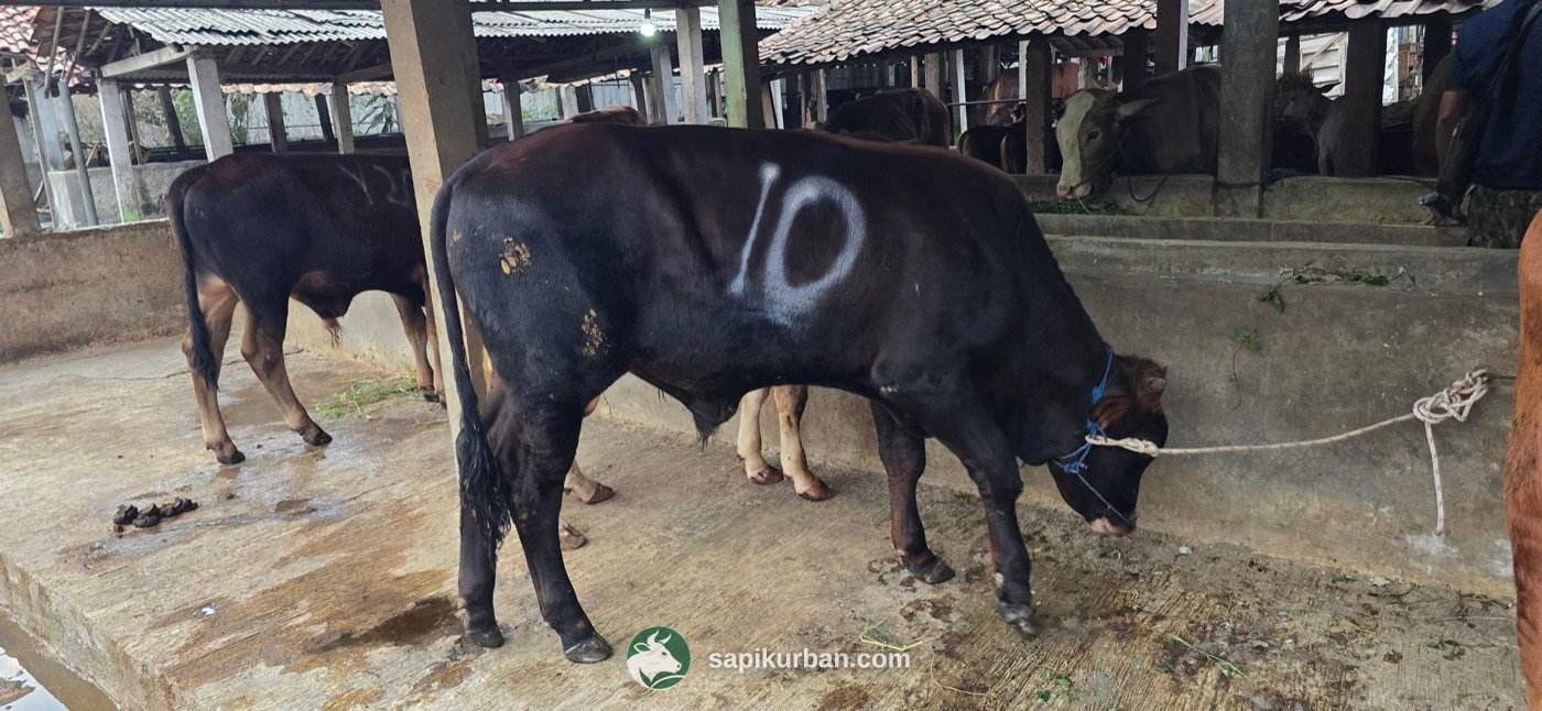 Sapi Y10