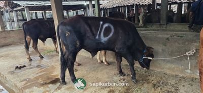 Sapi Y10