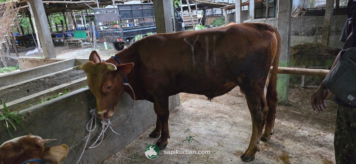 Sapi Y11