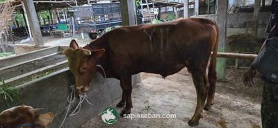 Sapi Y11
