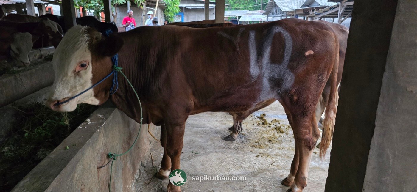 Sapi Y12