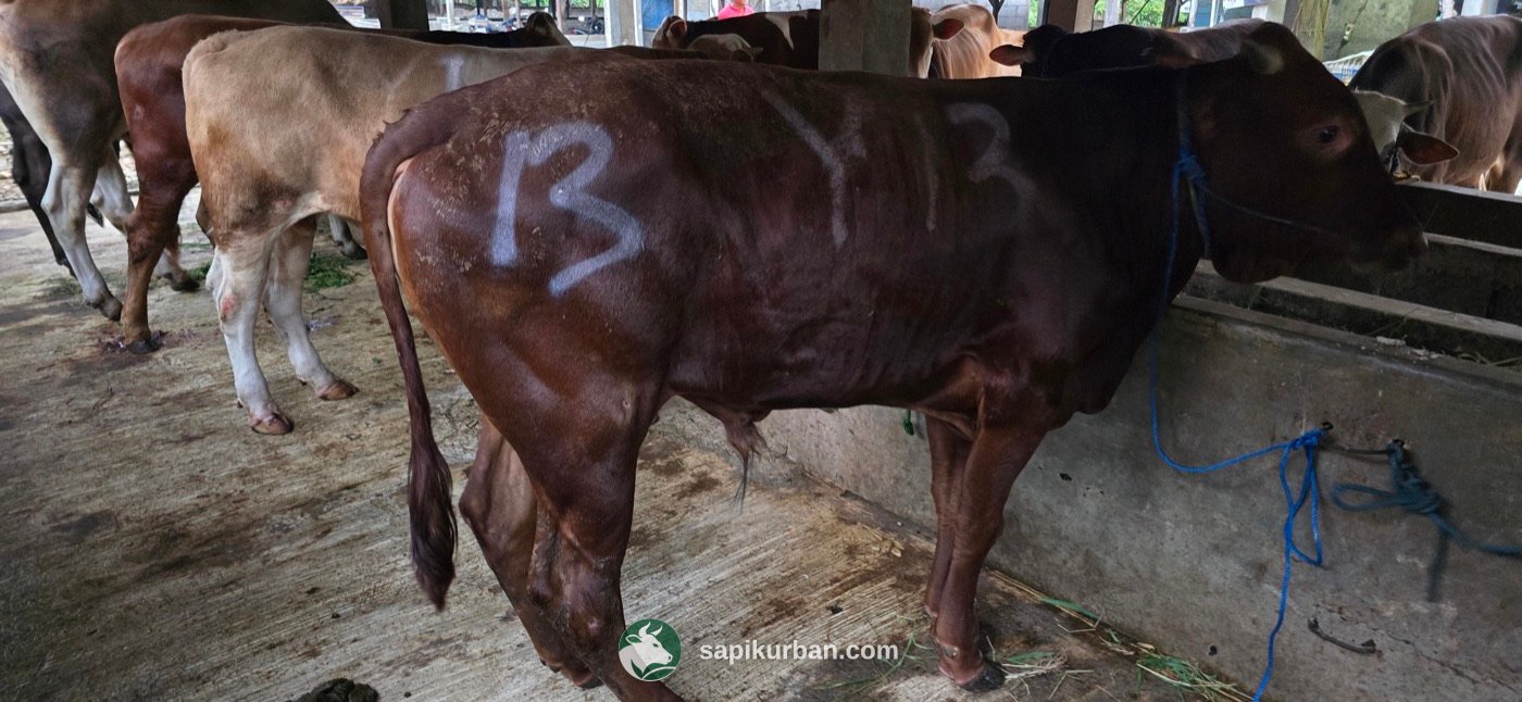 Sapi Y13