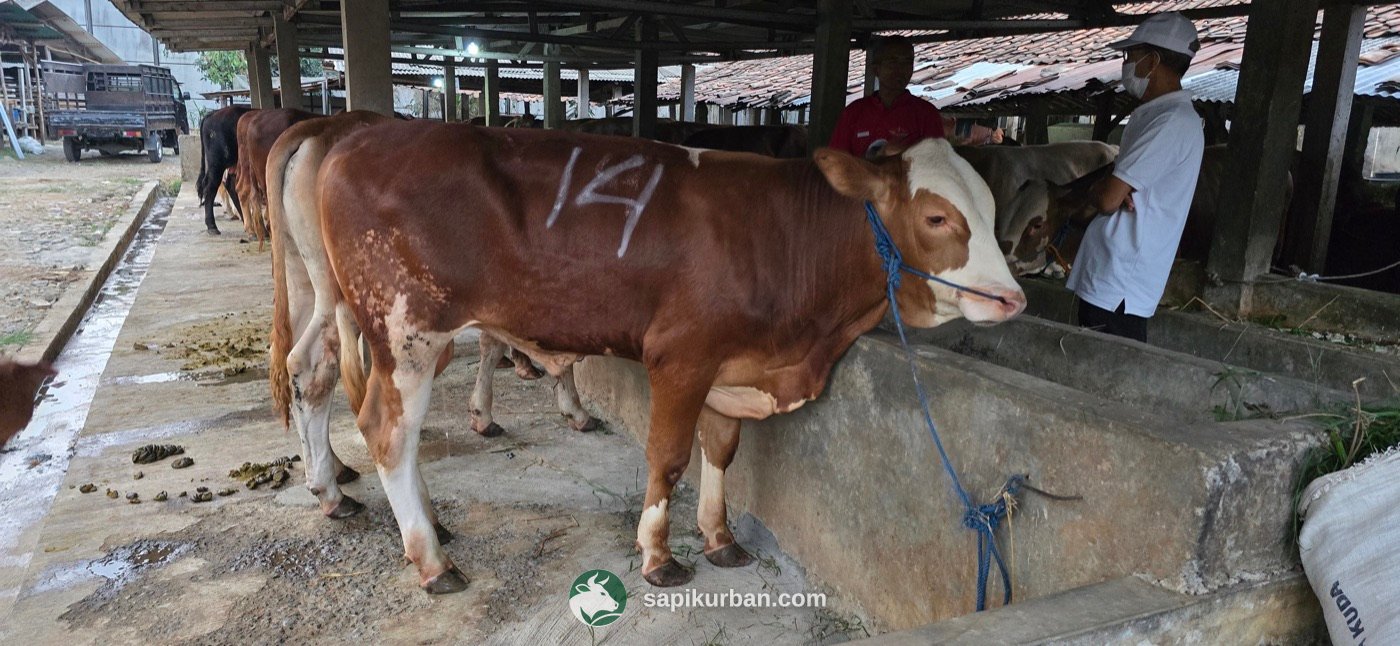 Sapi Y14