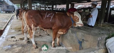 Sapi Y14