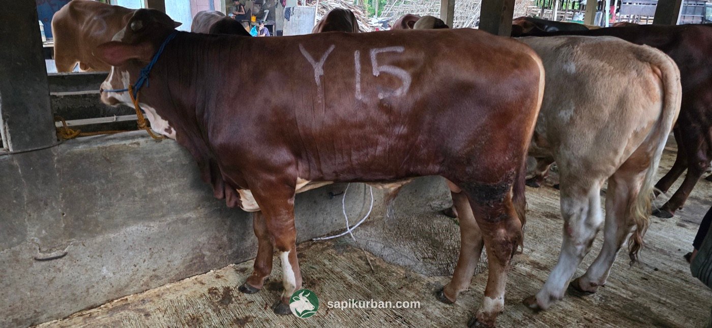 Sapi Y15