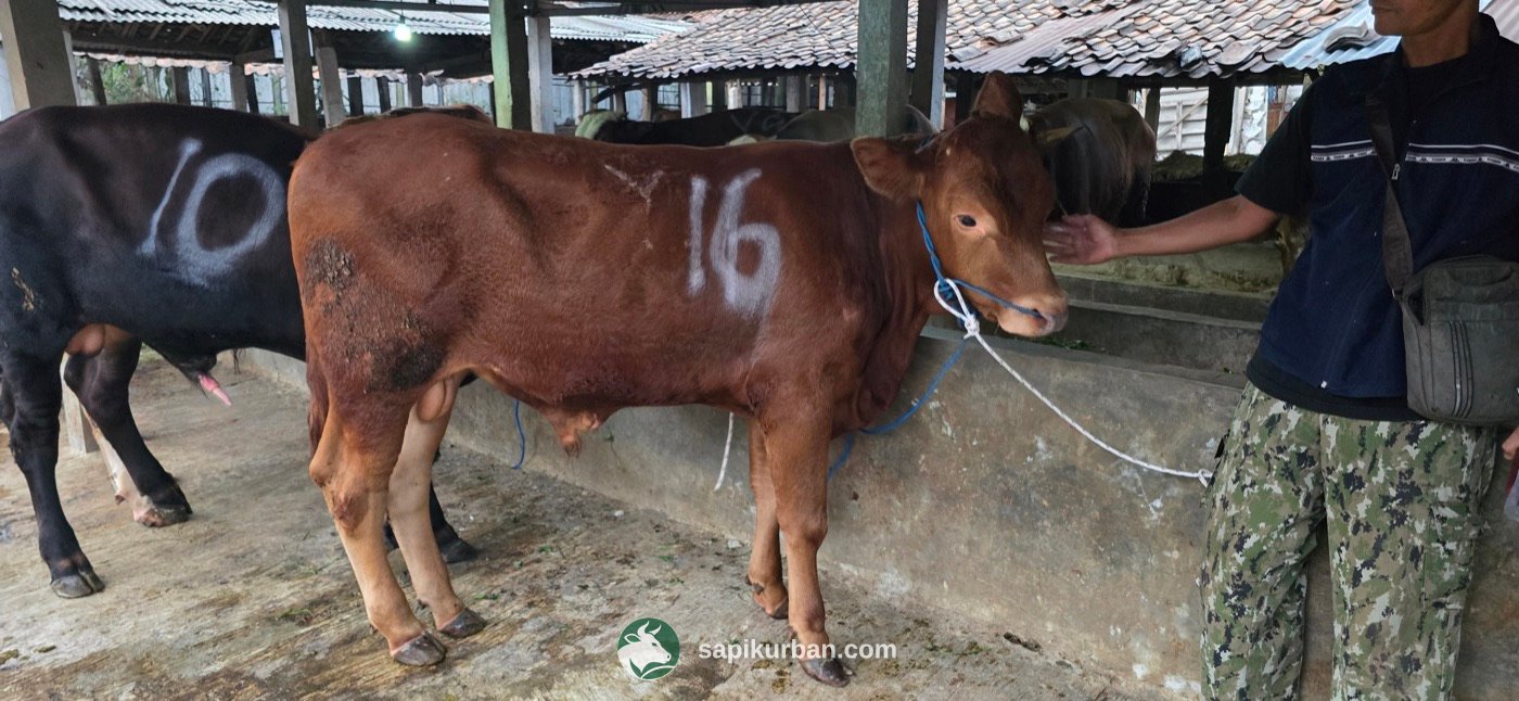 Sapi Y16