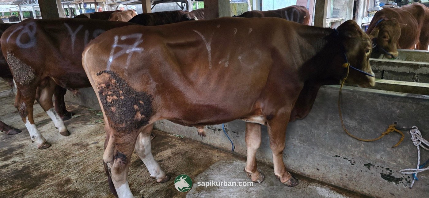 Sapi Y17