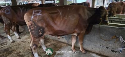 Sapi Y17