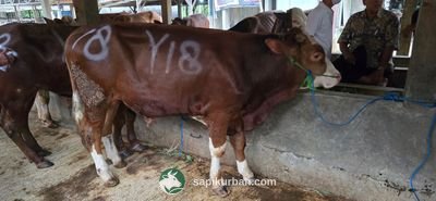 Sapi Y18