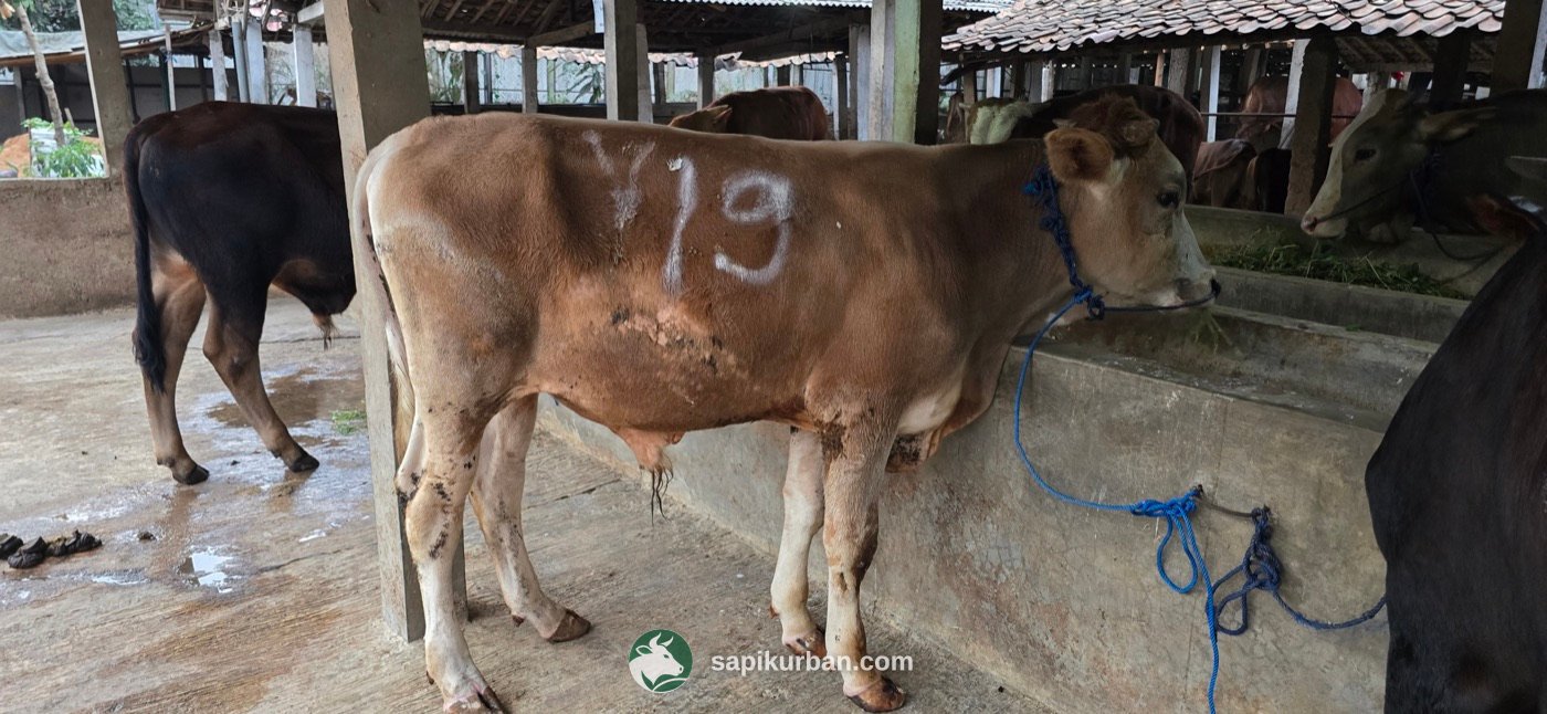 Sapi Y19