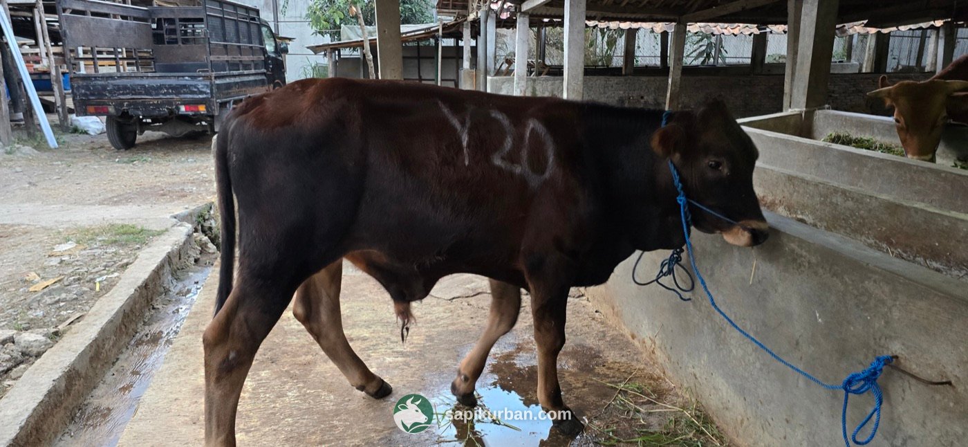 Sapi Y20