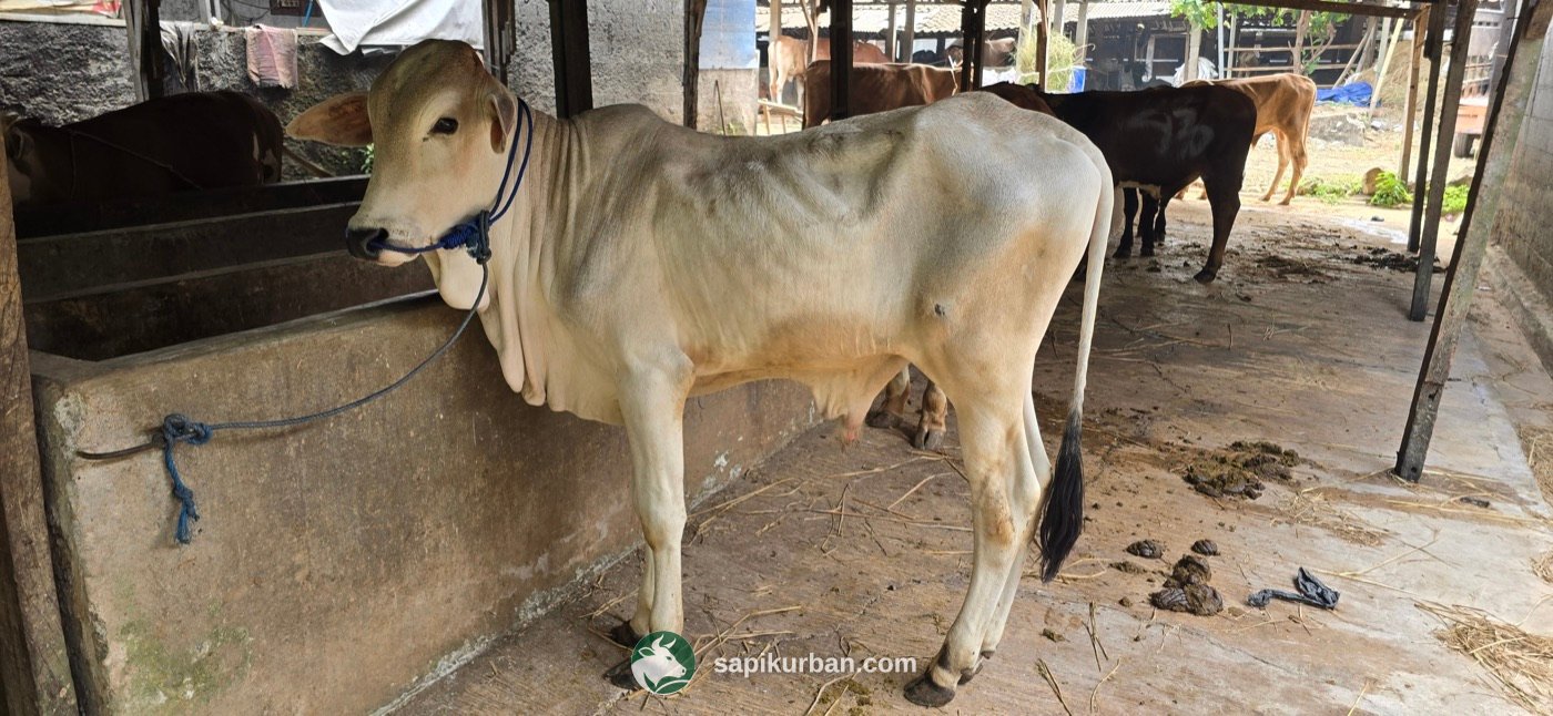 Sapi Y26