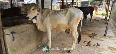 Sapi Y26