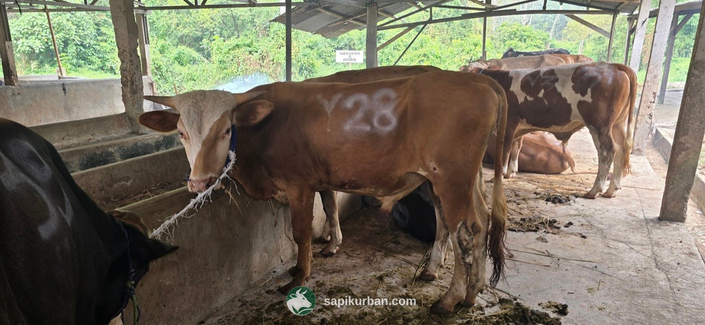 Sapi Y28