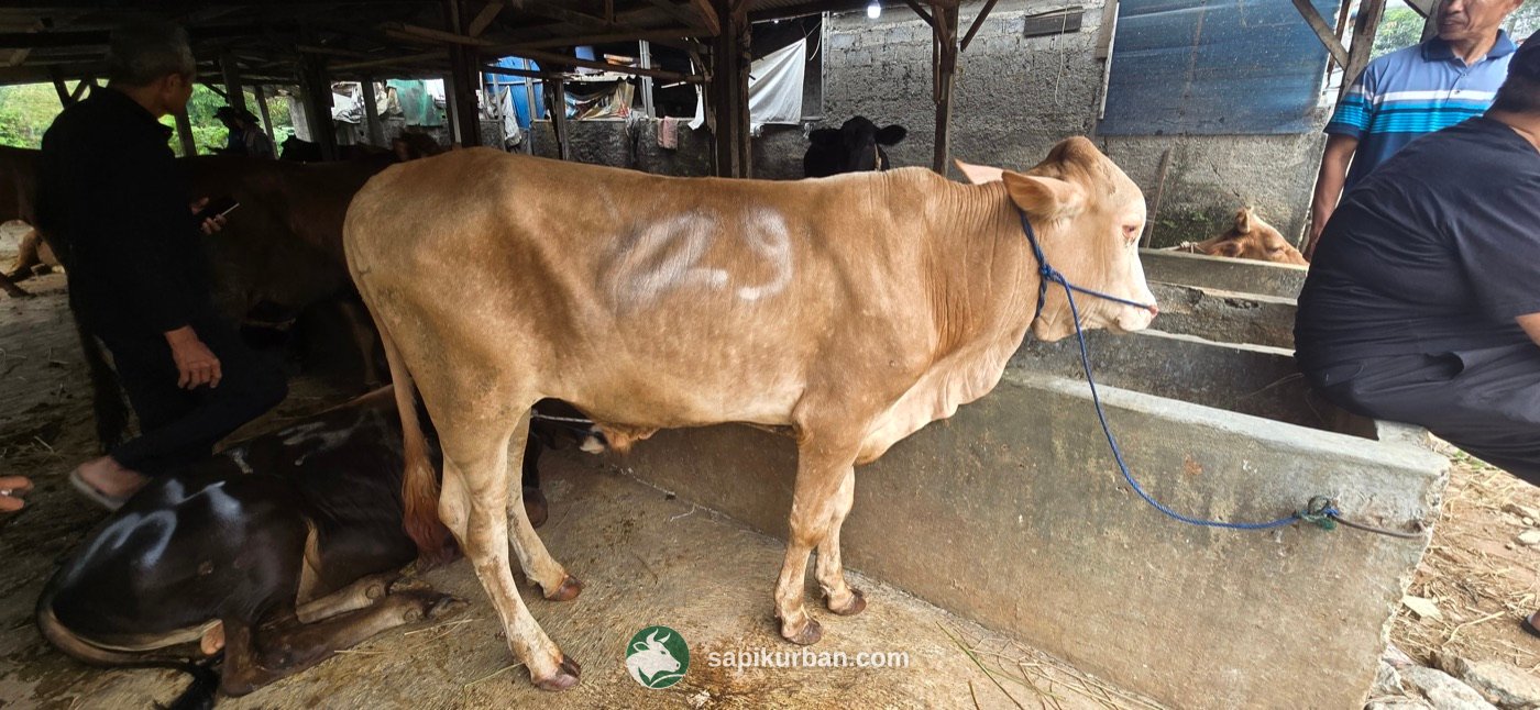 Sapi Y29