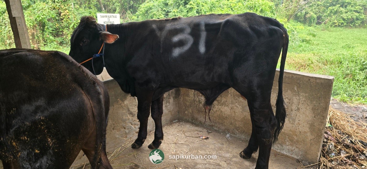 Sapi Y31