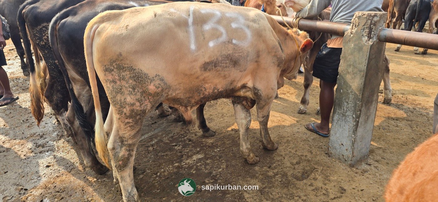 Sapi Y33