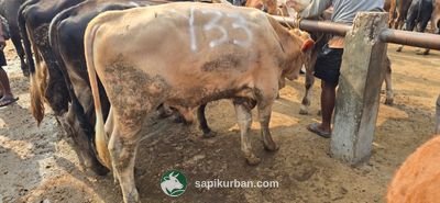 Sapi Y33