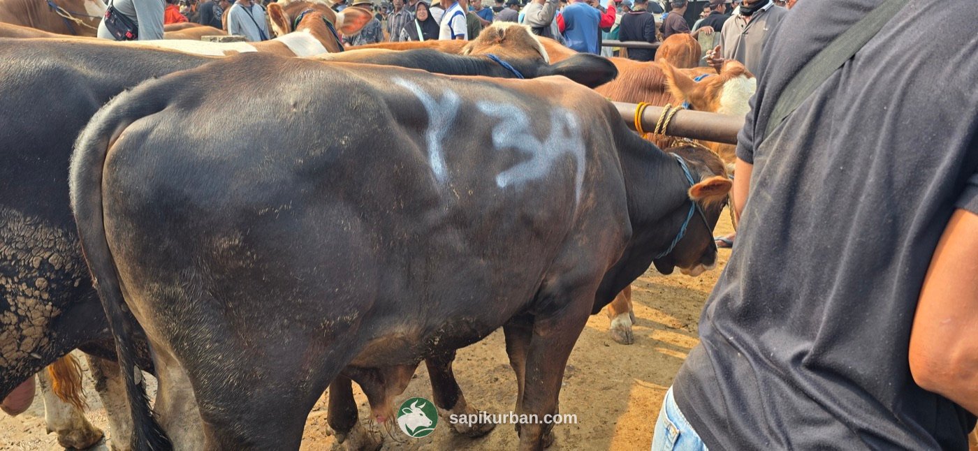 Sapi Y34