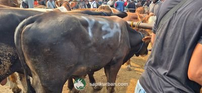 Sapi Y34