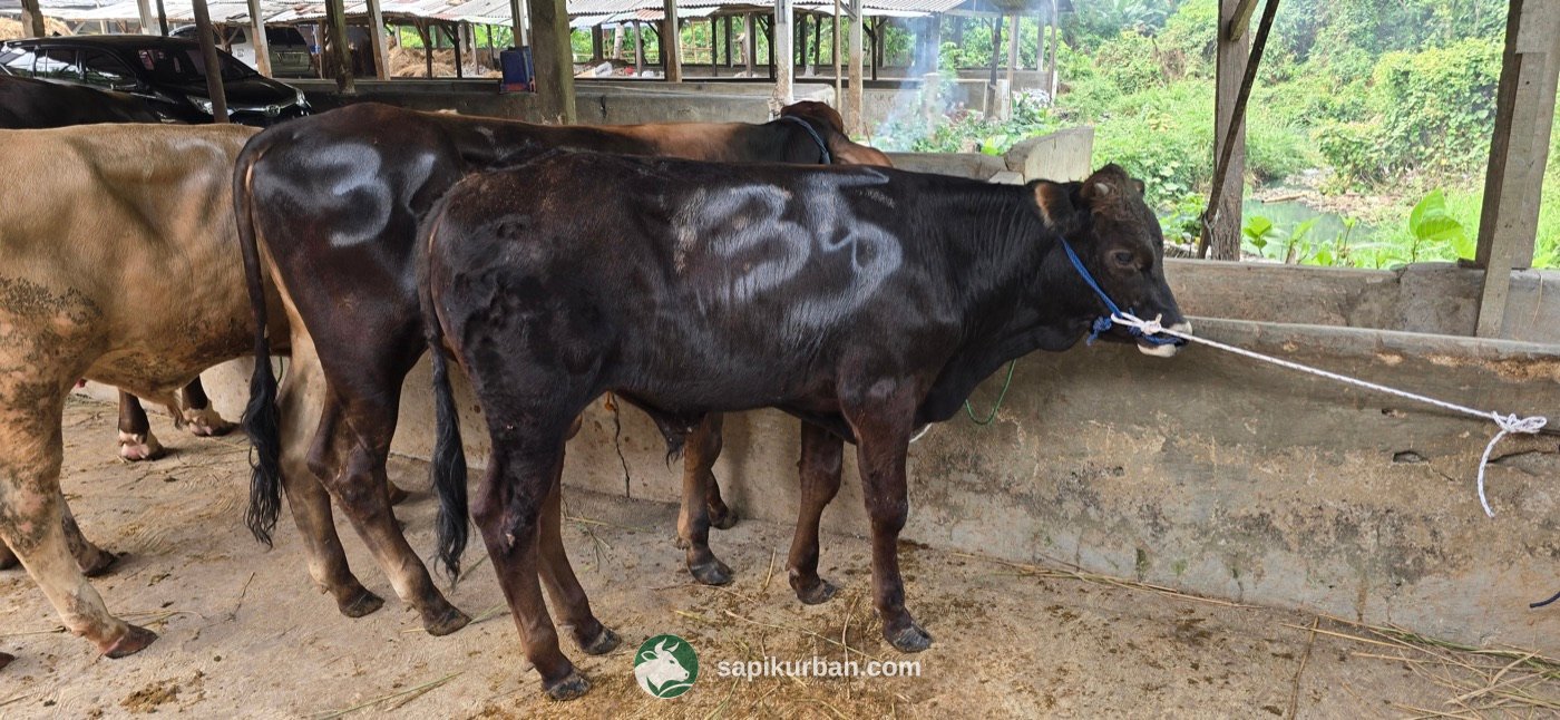 Sapi Y35