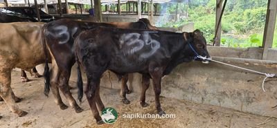 Sapi Y35