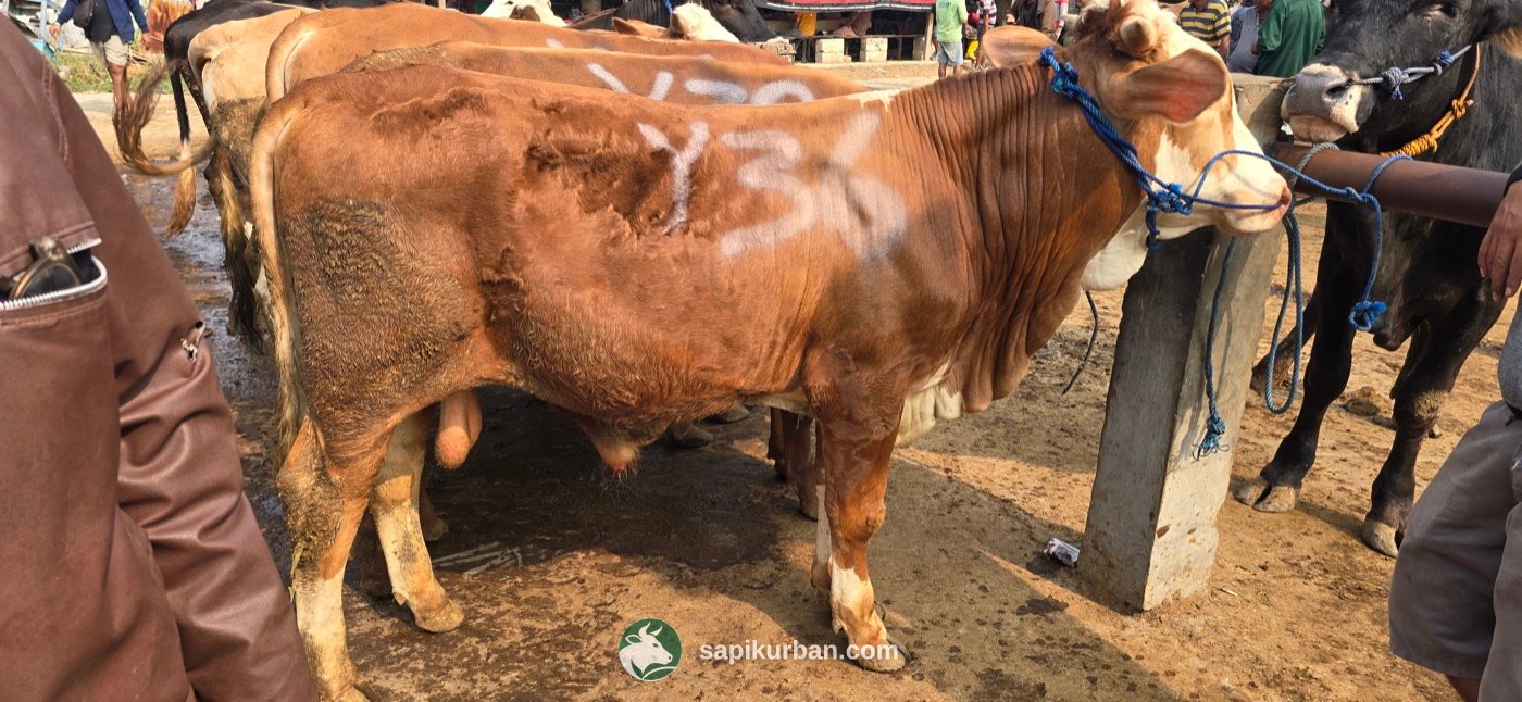 Sapi Y36
