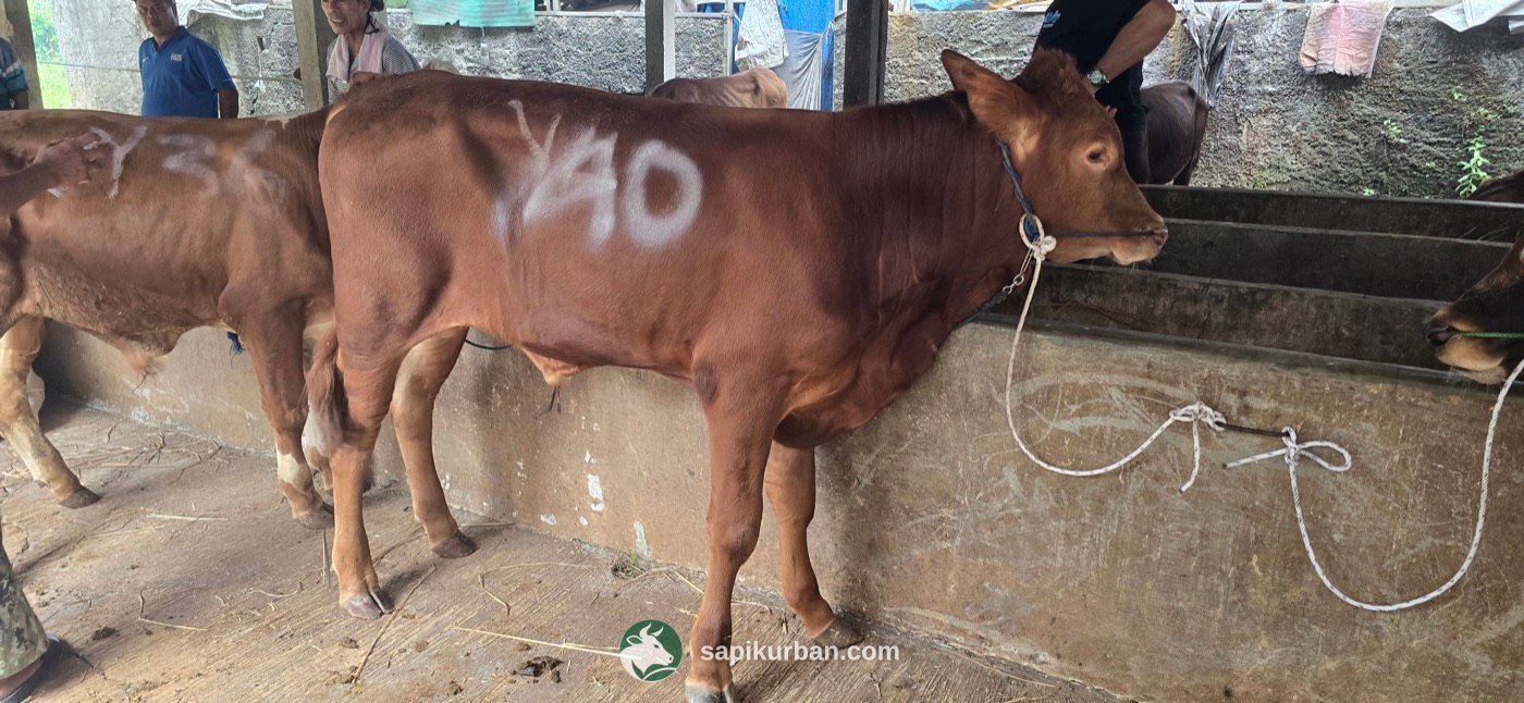Sapi Y40
