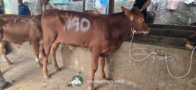 Sapi Y40