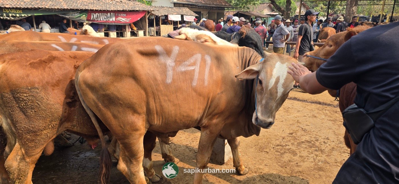 Sapi Y41