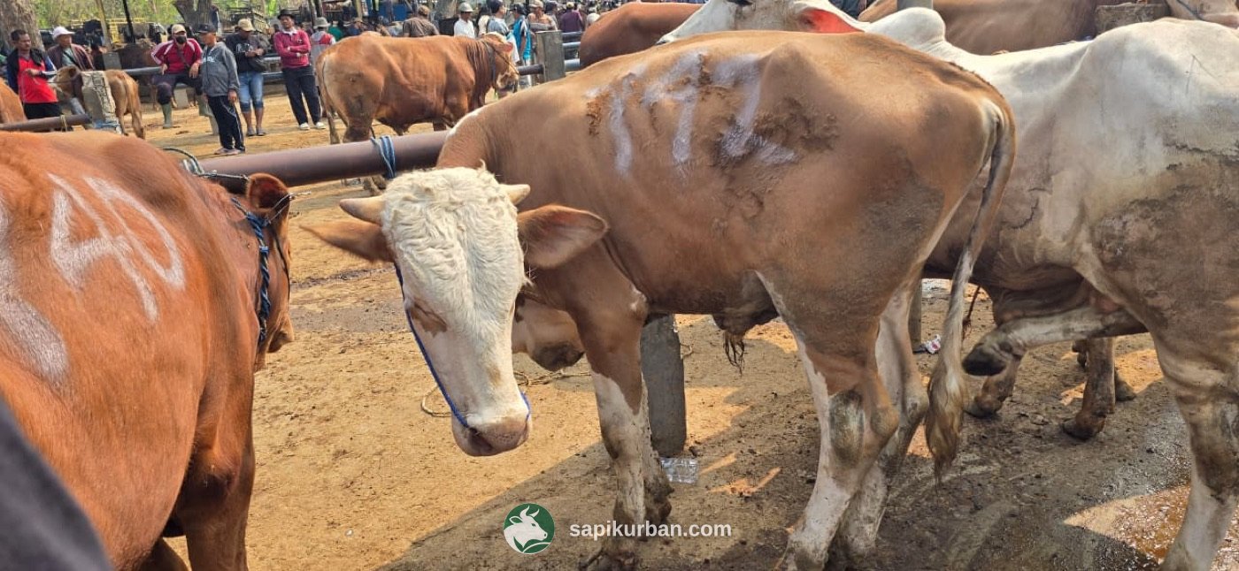 Sapi Y42