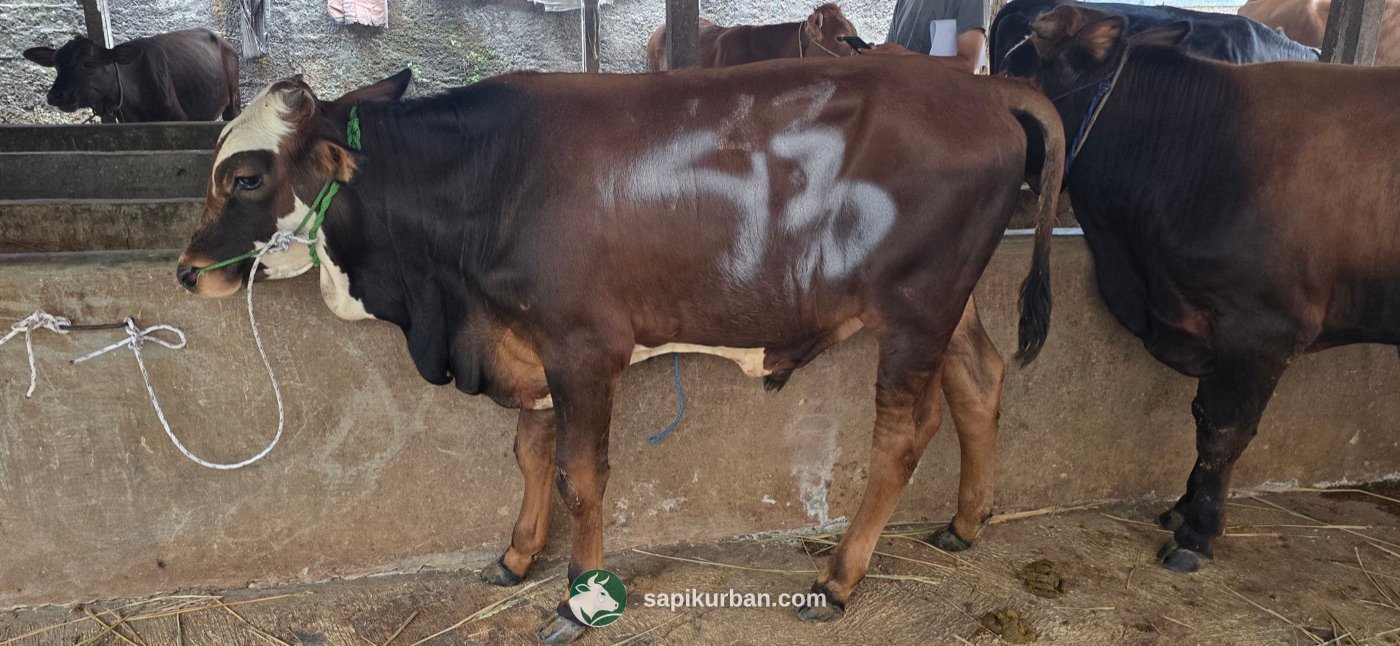 Sapi Y43