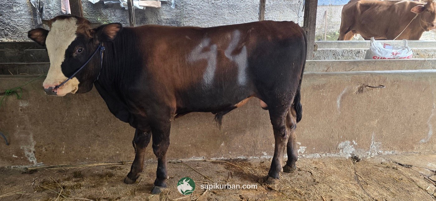 Sapi Y44