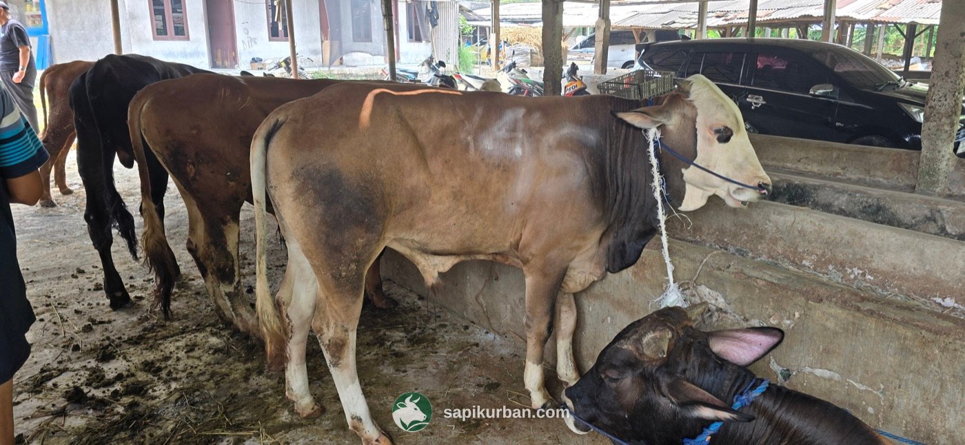Sapi Y45
