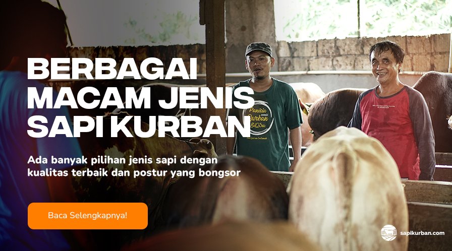 rekomendasi sapi kurban terbaik