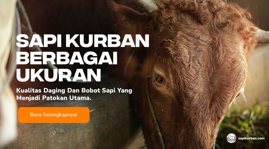 Sapi kurban dengan berbagai ukuran